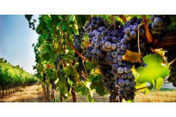 Bollettino difesa della vite n. 9