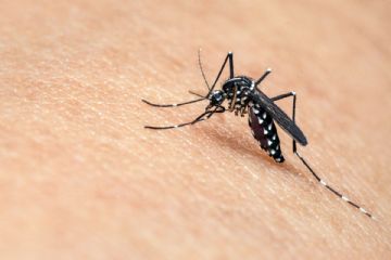 Misure di prevenzione, sorveglianza e risposta alla circolazione del virus West Nile-USUTU, trasmesso dalla zanzara Culex